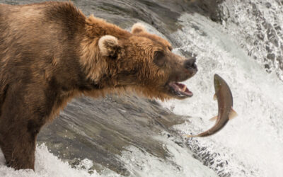 Unicellular vs. Multicellular Organisms